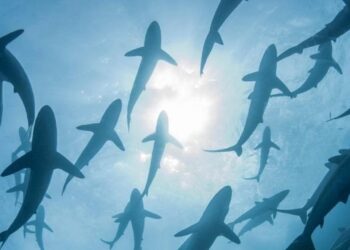 Ancient Shark's Lost Teeth From Millions Of Years Ago In Antarctica Recorded Earth's Climate History
