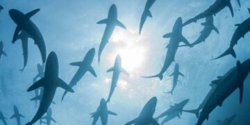 Ancient Shark's Lost Teeth From Millions Of Years Ago In Antarctica Recorded Earth's Climate History