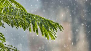 Planting More Trees Would Increase Rainfall In Europe Which Can Help Combat Climate Change, Study Says