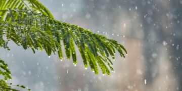 Planting More Trees Would Increase Rainfall In Europe Which Can Help Combat Climate Change, Study Says