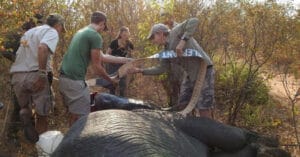 Human-Animal Strife, One Of The Greatest Threats To Wildlife: WWF And UNEP
