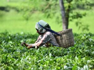 Indian tea exports expected to fall 15 per cent in 2021
