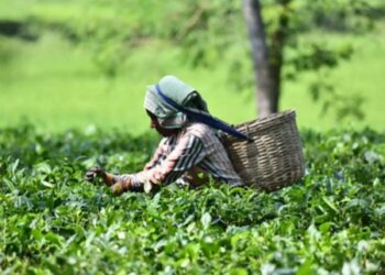Indian tea exports expected to fall 15 per cent in 2021