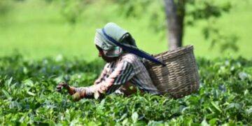 Indian tea exports expected to fall 15 per cent in 2021