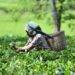 Indian tea exports expected to fall 15 per cent in 2021