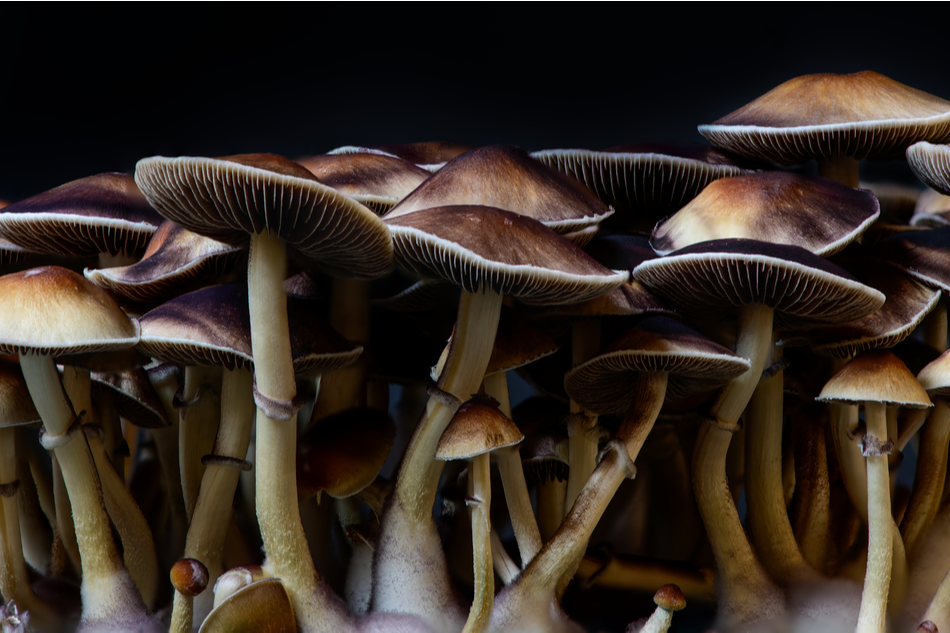 Magic Mushrooms The New Potential Cure For Depression: Yale Study