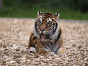 14 Tiger Reserves from India have been granted CATS accreditation; however, tiger death toll is still on a rise