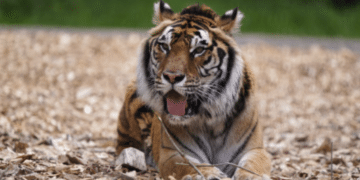 14 Tiger Reserves from India have been granted CATS accreditation; however, tiger death toll is still on a rise