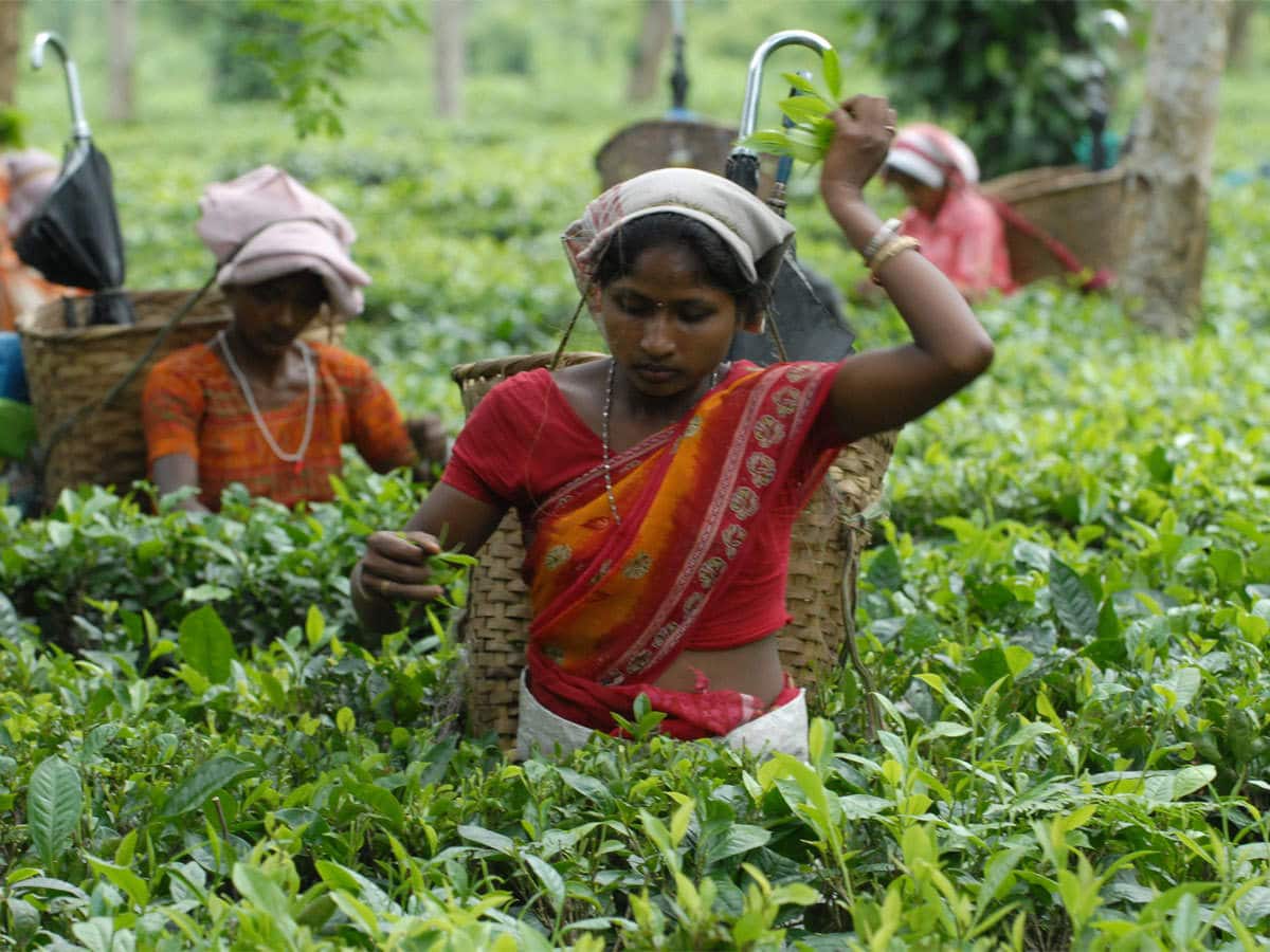 Indian tea exports expected to fall 15 per cent in 2021