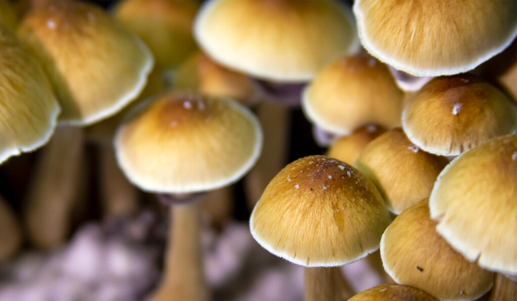 Magic Mushrooms The New Potential Cure For Depression: Yale Study