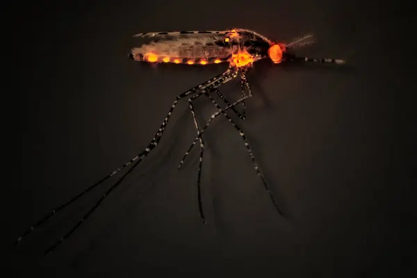 Gene Editing: The key to invisibility… from mosquitoes.