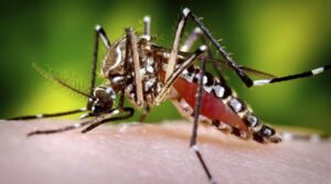 Gene Editing: The key to Invisibility From Mosquitoes.