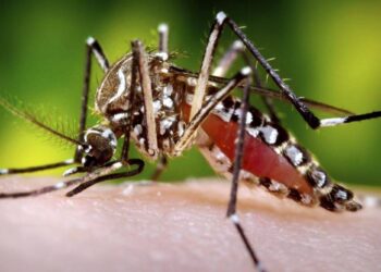 Gene Editing: The key to invisibility… from mosquitoes.