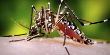 Gene Editing: The key to invisibility… from mosquitoes.