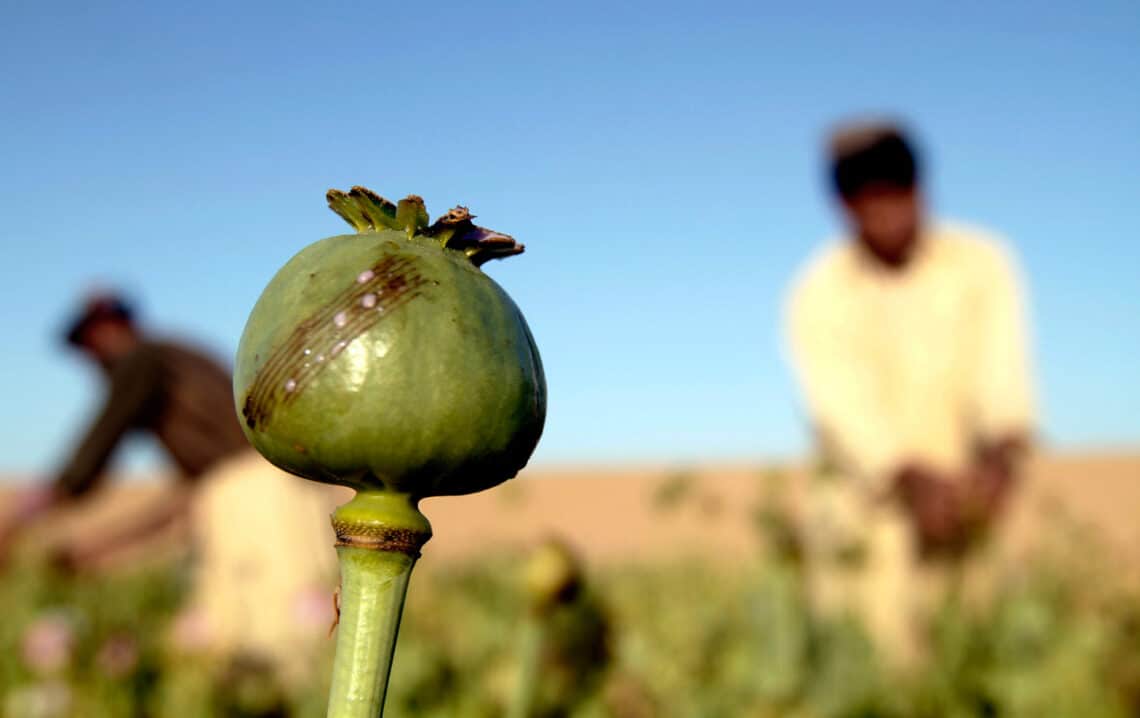 Rise of narcotic culture and economy: the expansion of opium cultivation in Afghanistan under Taliban
