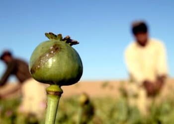 Rise of narcotic culture and economy: the expansion of opium cultivation in Afghanistan under Taliban