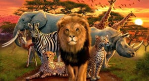 How Can You do Your Part to Contribute Towards Animal Conservation?