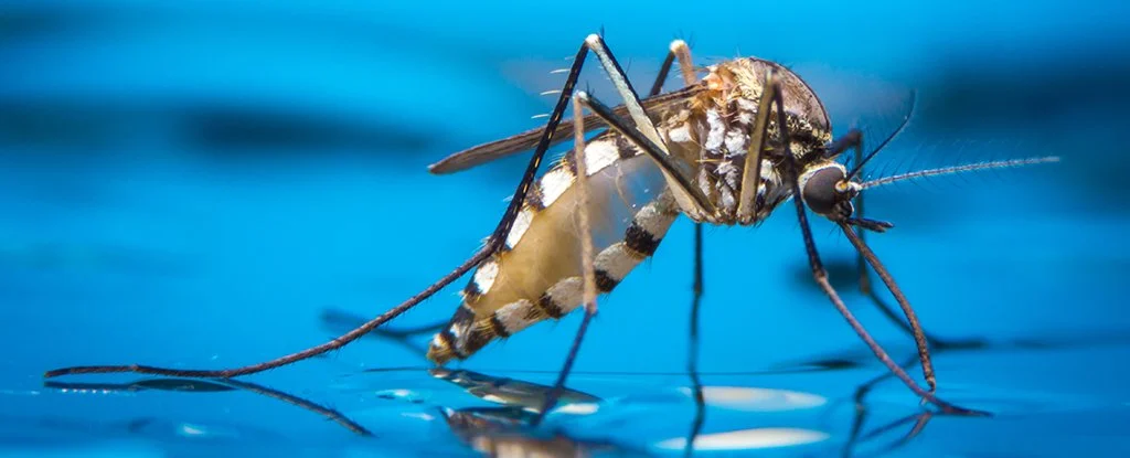 Gene Editing: The key to invisibility… from mosquitoes.
