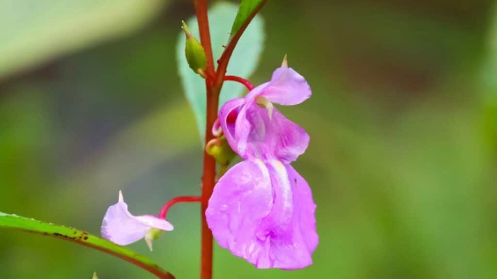 New Wild balsams discovered in Kerala; named after Achuthanandan, Shailaja and Mathew Dan