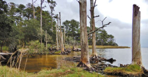 ‘Ghosts Forests’ Are Becoming More Frequent In The US East Coast, Says A Study