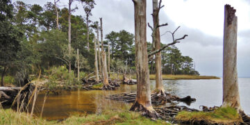 ‘Ghosts Forests’ are becoming more frequent in the US East Coast, says a study