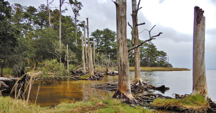‘Ghosts Forests’ are becoming more frequent in the US East Coast, says a study