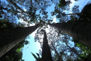 18% of India’s tree species and globally a total of 30% of tree species are threatened with extinction, finds BGCI report