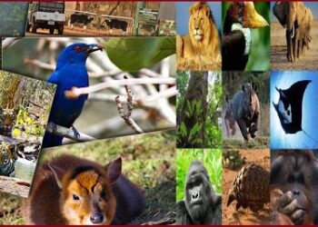 India Got Rich With 800 New Species Of Plants And Animals In 2020 Including Completely New Discoveries