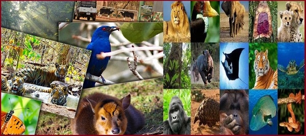India Got Rich With 800 New Species Of Plants And Animals In 2020 Including Completely New Discoveries