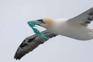 Migratory Species in the Asia-Pacific region are most vulnerable to Plastic pollution, finds UN report