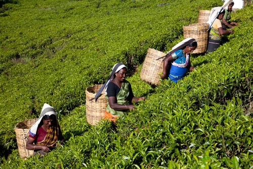 Tea trend of India