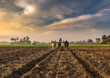 Global Support To Agricultural Producers Is Resulting In Price Distortion And Harming The Environment: UN