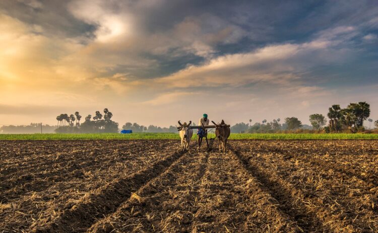 Global Support To Agricultural Producers Is Resulting In Price Distortion And Harming The Environment: UN