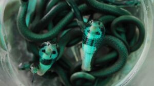 Kerala man finally sentenced to a double life sentence for training a snake to murder his wife: The Uthra Murder Case