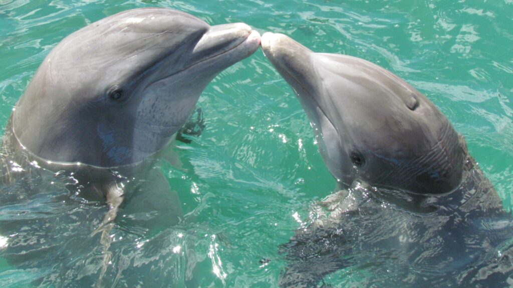 Dolphins and their interestingly aggressive sexual drive.