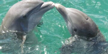 Dolphins and their interestingly aggressive sexual drive.