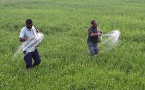 Vanishing DAP from the markets increases the plight of the farmers