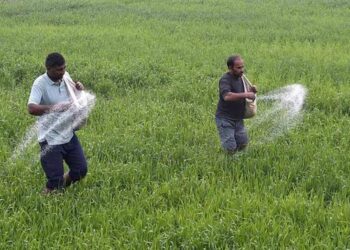 Vanishing DAP from the markets increases the plight of the farmers