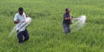 Vanishing DAP from the markets increases the plight of the farmers