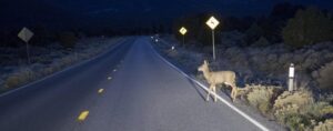 Construction of New highways: Boon for connectivity, bane for nature and wildlife