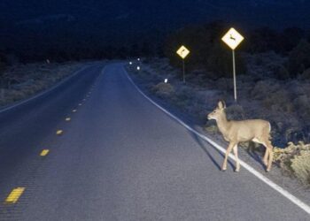 Construction of New highways: Boon for connectivity, bane for nature and wildlife