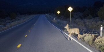 Construction of New highways: Boon for connectivity, bane for nature and wildlife