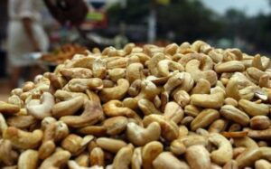 World Cashew day: Know how India can become Aatmanirbhar in Cashew Production