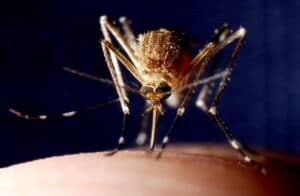 Is it Another Outbreak Coming our Way?