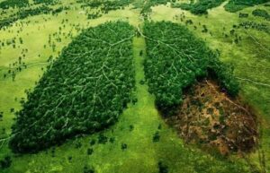 Can Greenwashing save the Lungs of Earth?