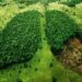Can Greenwashing save the Lungs of Earth?
