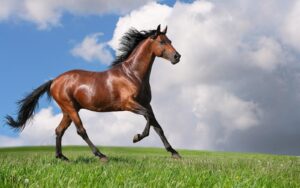 Tips For Looking After A Horse
