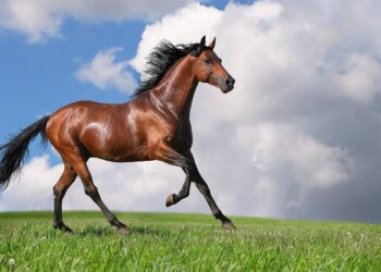 Tips For Looking After A Horse