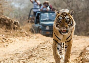 Planning A Trip To Jim Corbett ?