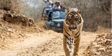 Planning A Trip To Jim Corbett ?